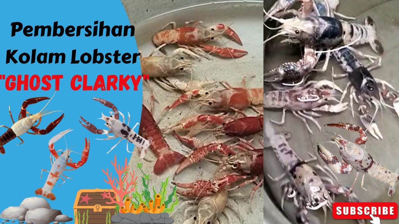 Pembersihan Kolam Lobster 