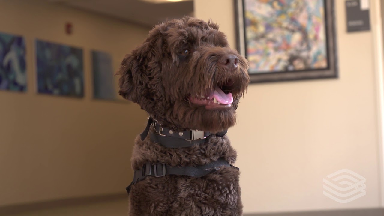 Meet Sarge: Animal-Assisted Therapy Dog at Hazelden Betty Ford in Plymouth, Minnesota