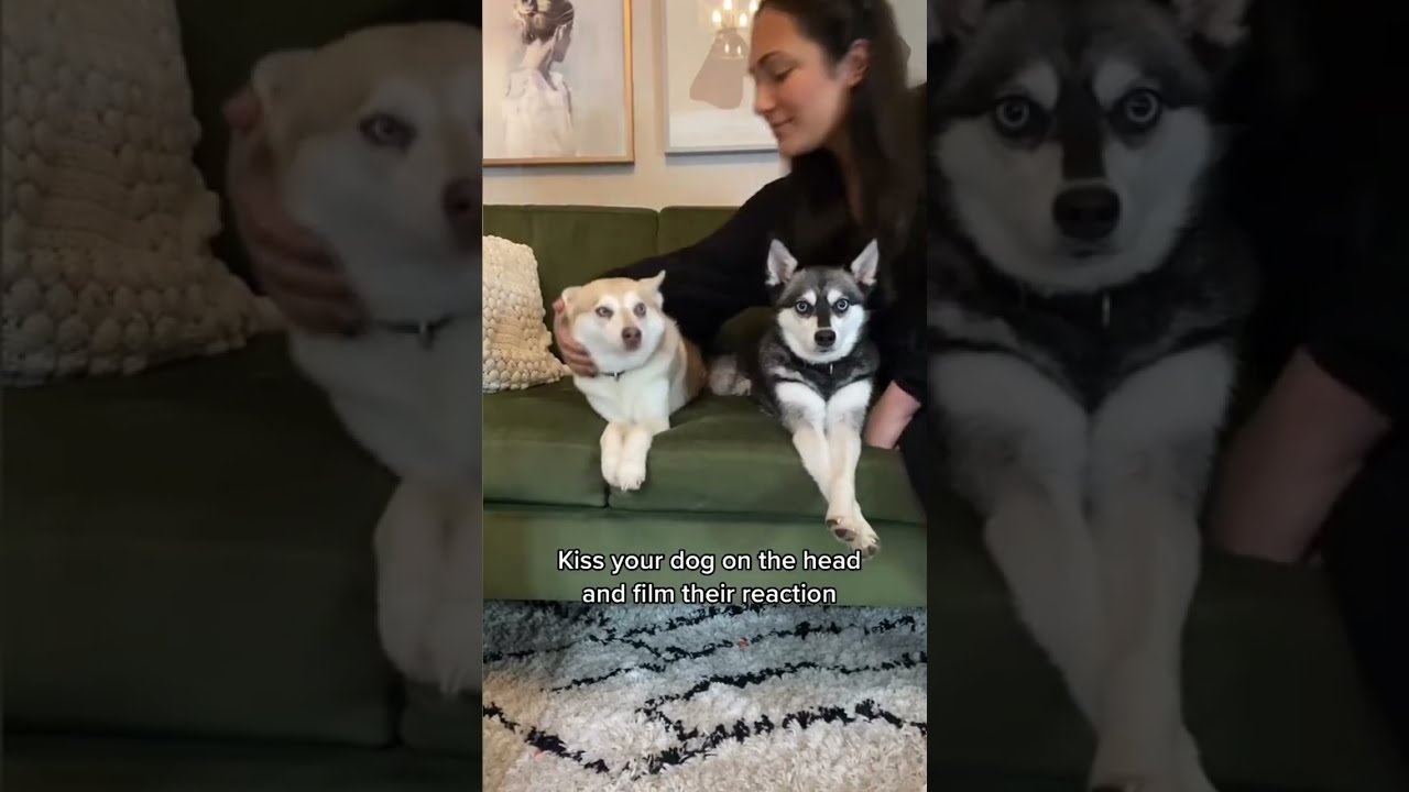 Funny Dog #Funny #Cute #Dog #Trending #ForYou
