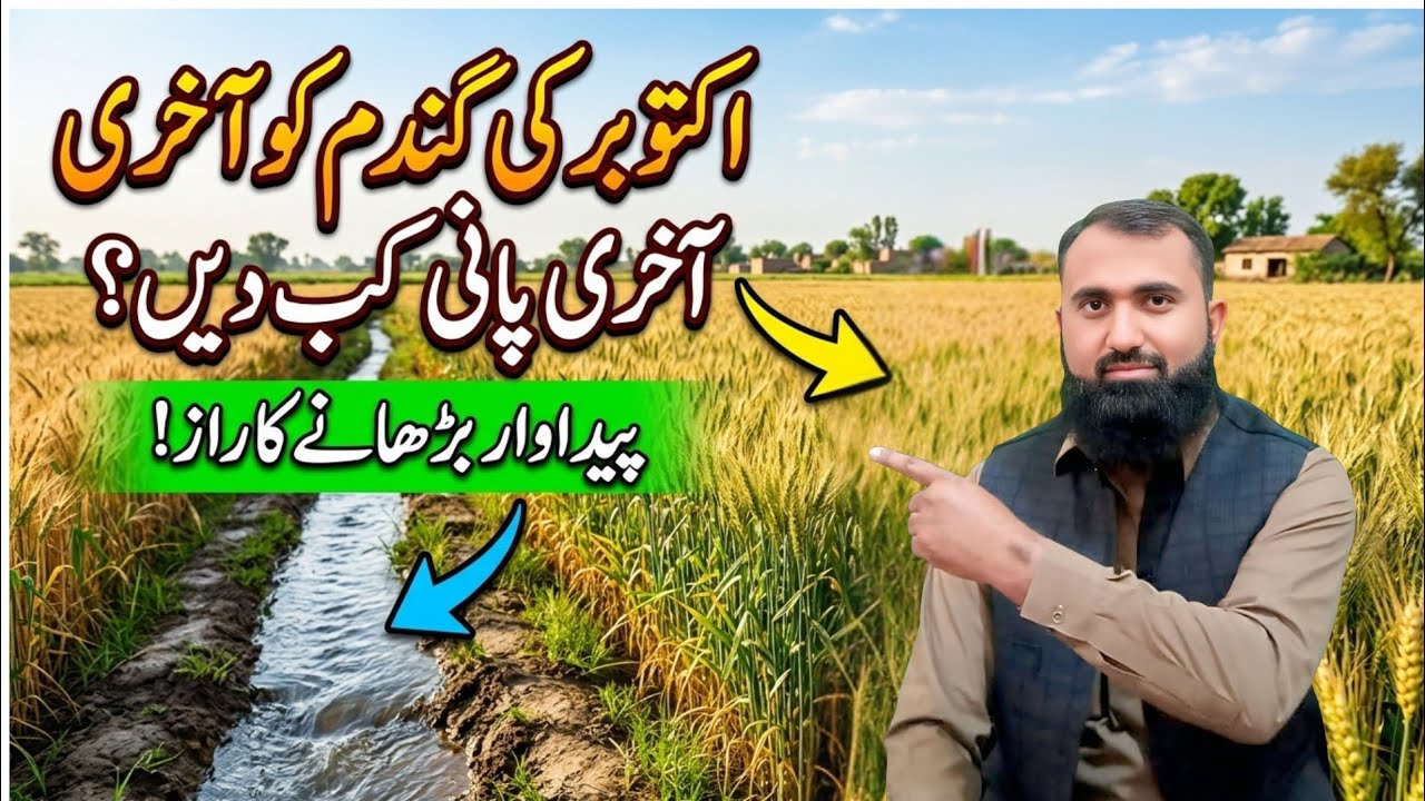 Perfect Time for Last Irrigation in Wheat Crop | Bilal Kanju Official 
