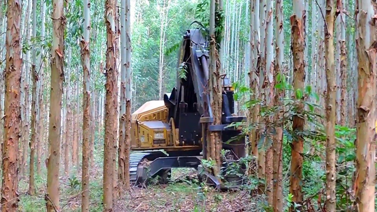 Feller Buncher - Corte da Trilha da Expoforest 2018