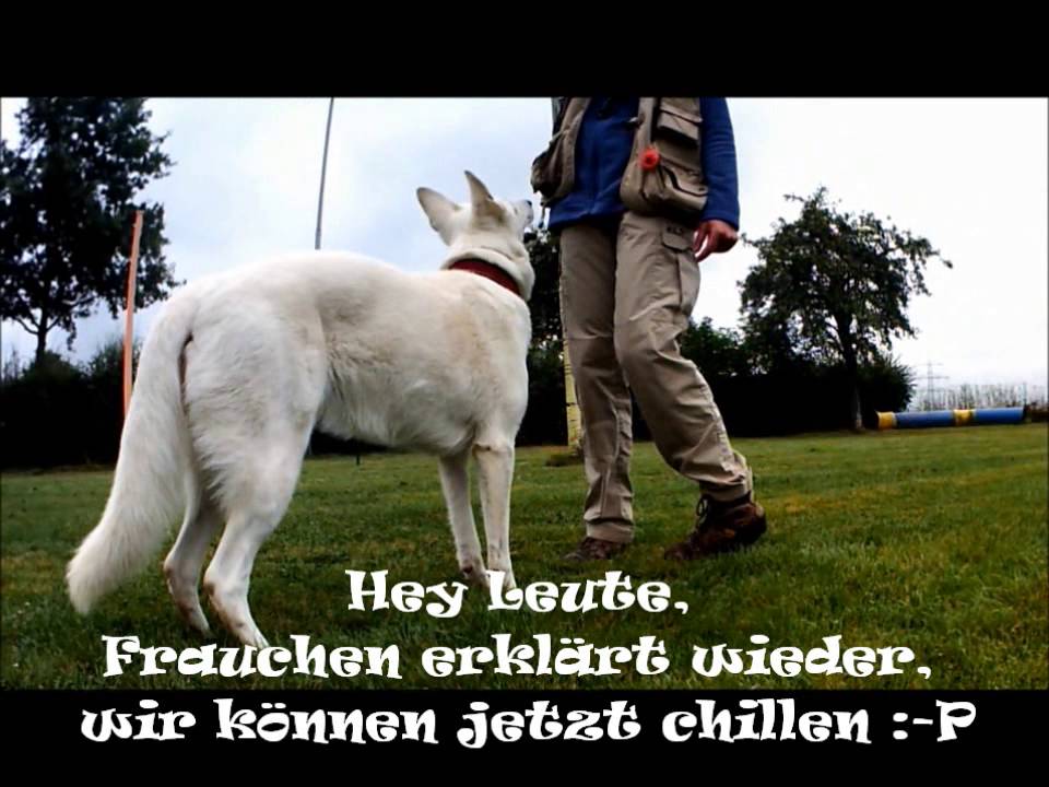 Crossdogging in der Hundeschule Claudia Tirtey