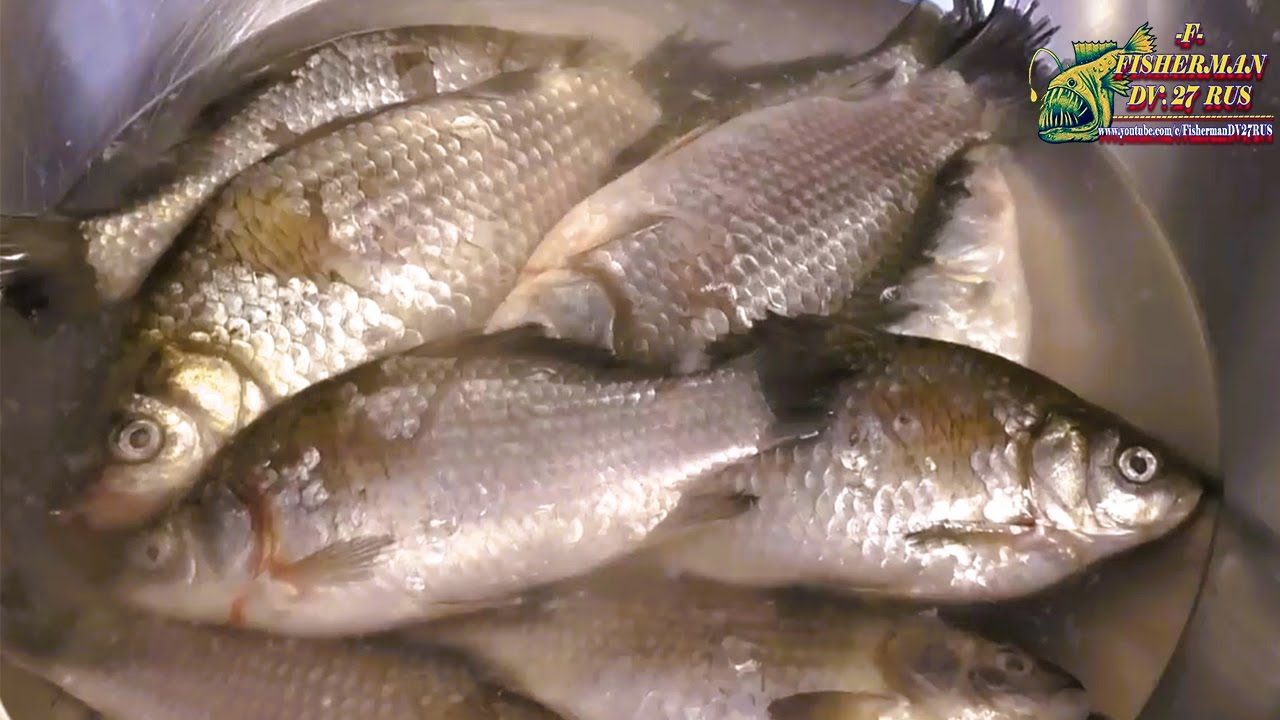 А вы пробовали жарить мелких карасей ? Они такие хрустящие и очень вкусные и совсем без костей !