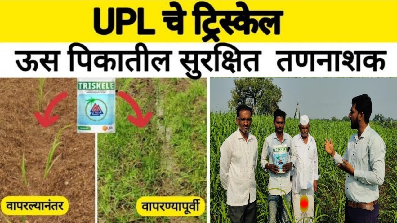 Triskele ऊसातील तणनाशक-TRISKELE User Farmer Testimonial| 
