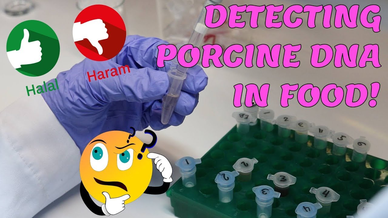 HOW TO KNOW THE FOOD IS HALAL OR HARAM? [RT-PCR Analysis]