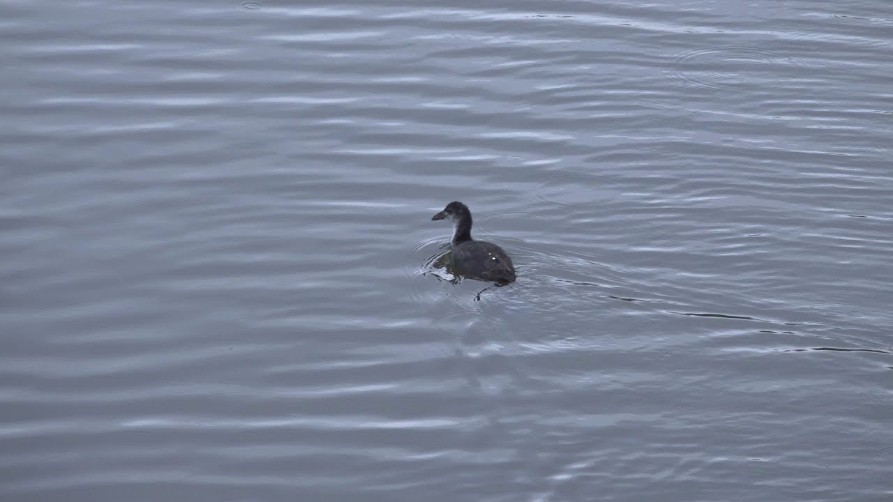 Naturerlebnis „Goldbergsee“ - Coburg zurückgedreht