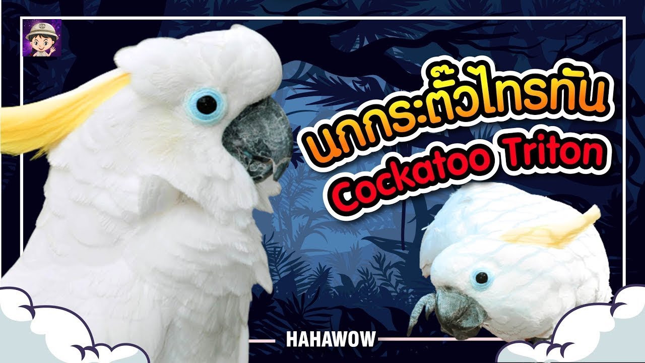 นกกระตั้วไทรทัน Cockatoo (triton)