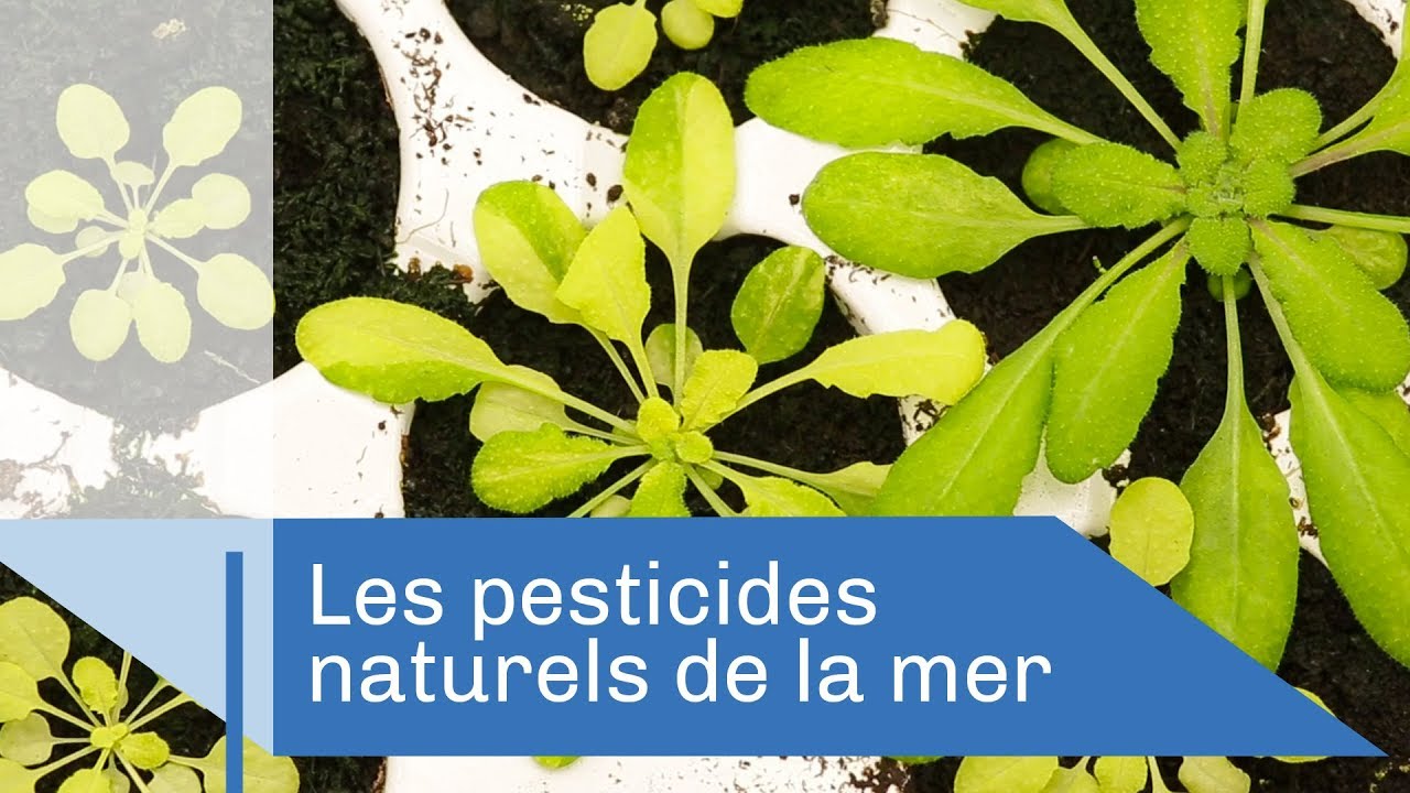 Le champs des possibles | Reportage CNRS