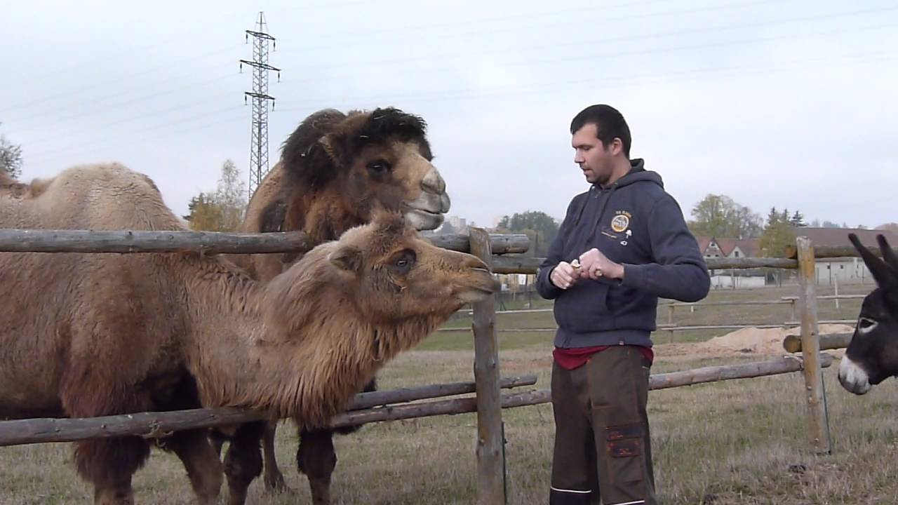 Farma Wenet - Jak se krm&iacute; velbloudi  1 (278) 2015