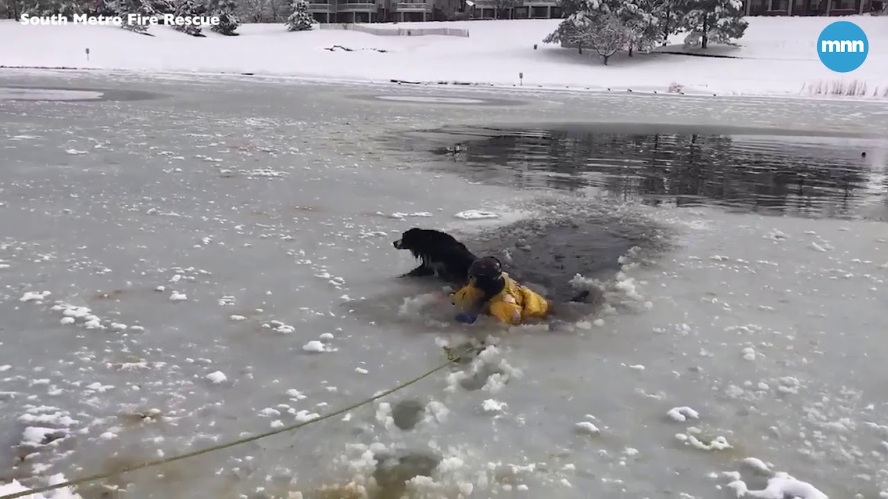 Colorado firefighters rescue Bri the dog who was stuck in ice