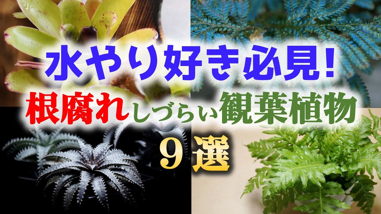 水やりを楽しめる！お世話好きさんにピッタリの観葉植物と根腐れを防ぐ管理のコツ♪【Plant Tour】