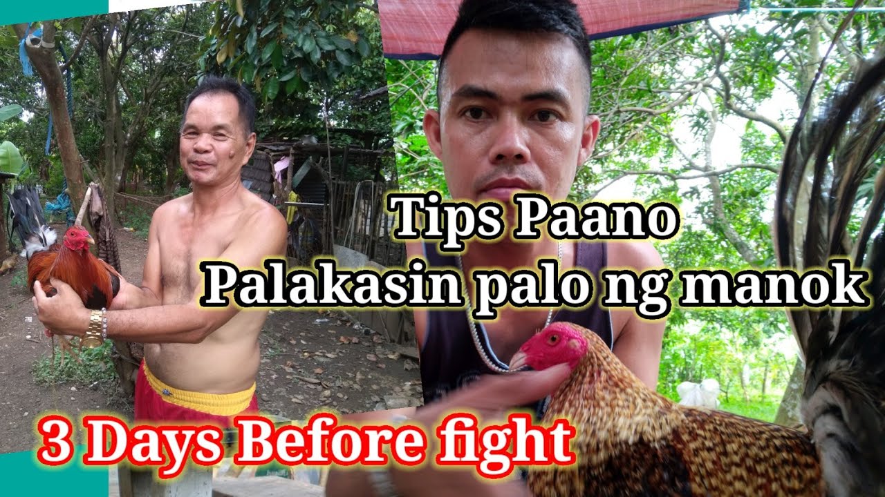 Paano palakasin ang palo ng manok