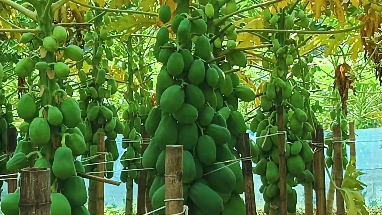 শাহী পেঁপের বাম্পার ফলন । ১০০ কেজি + ফলন । বিঘায় ৫ লক্ষ টাকা লাভ #শাহী_পেঁপে #agriculture
