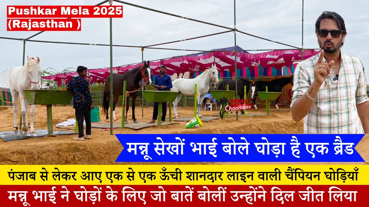 मन्नू सेखों भाई बोले घोड़ा है एक ब्रैड पंजाब से लेकर आए लाइन वाली चैंपियन घोड़ियाँ Pushkar Mela 2025