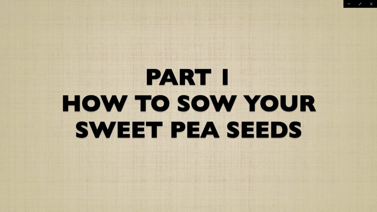 How to sow Sweet Pea seeds