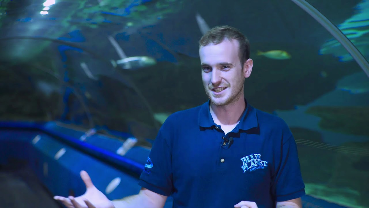 Scubaverse Blue Planet Aquarium Introduction