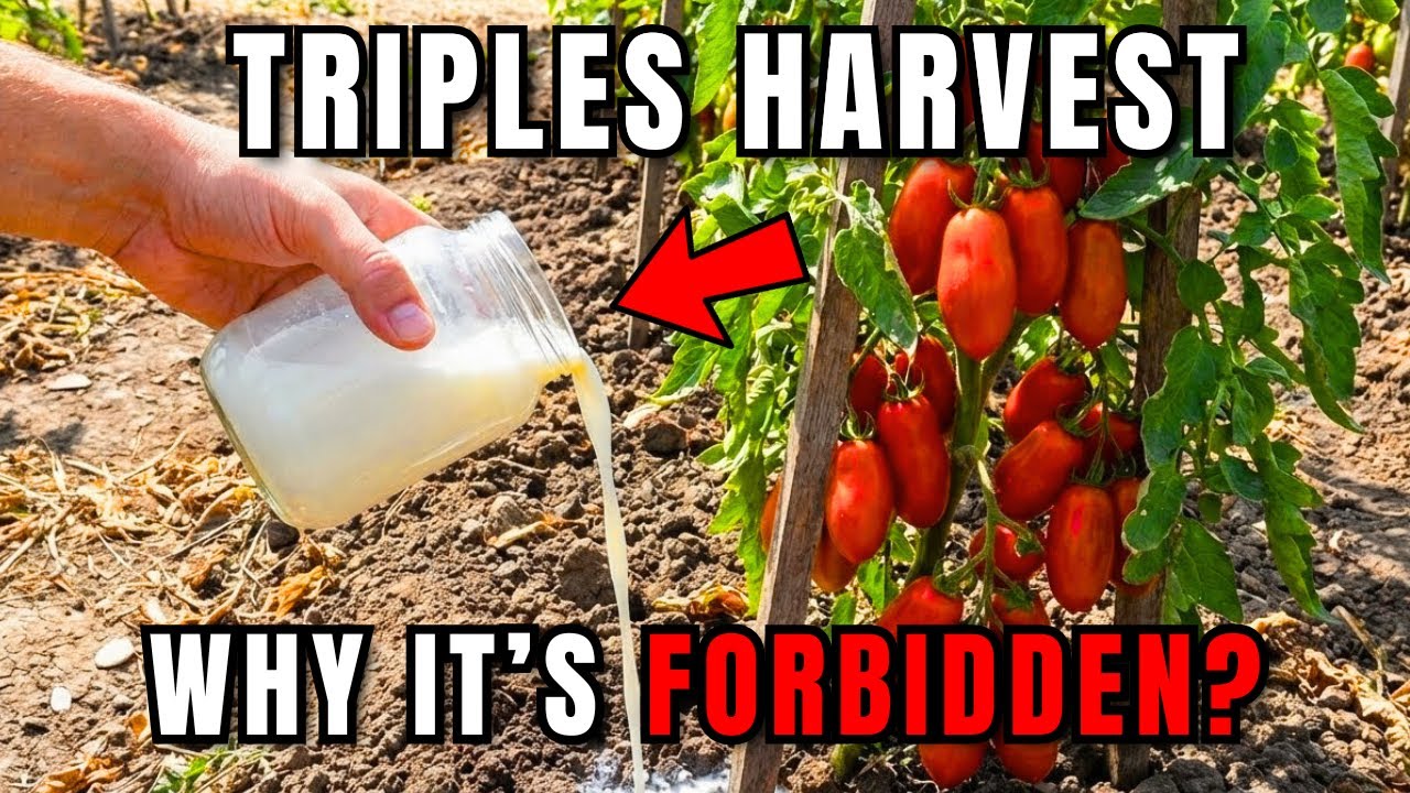 One Cup of Milk Triples Your Harvest - Why Is This Method 