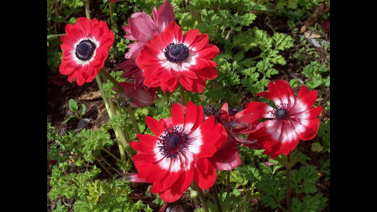 Красный цветок анемоны (Anemone Coronaria): средиземноморский символ.