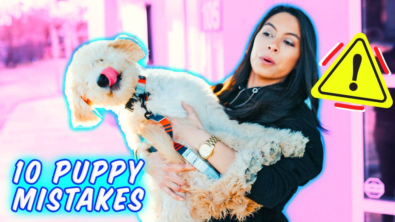 Harmful Things NOT to do to New Puppy 🙅 Bringing New Puppy Home!