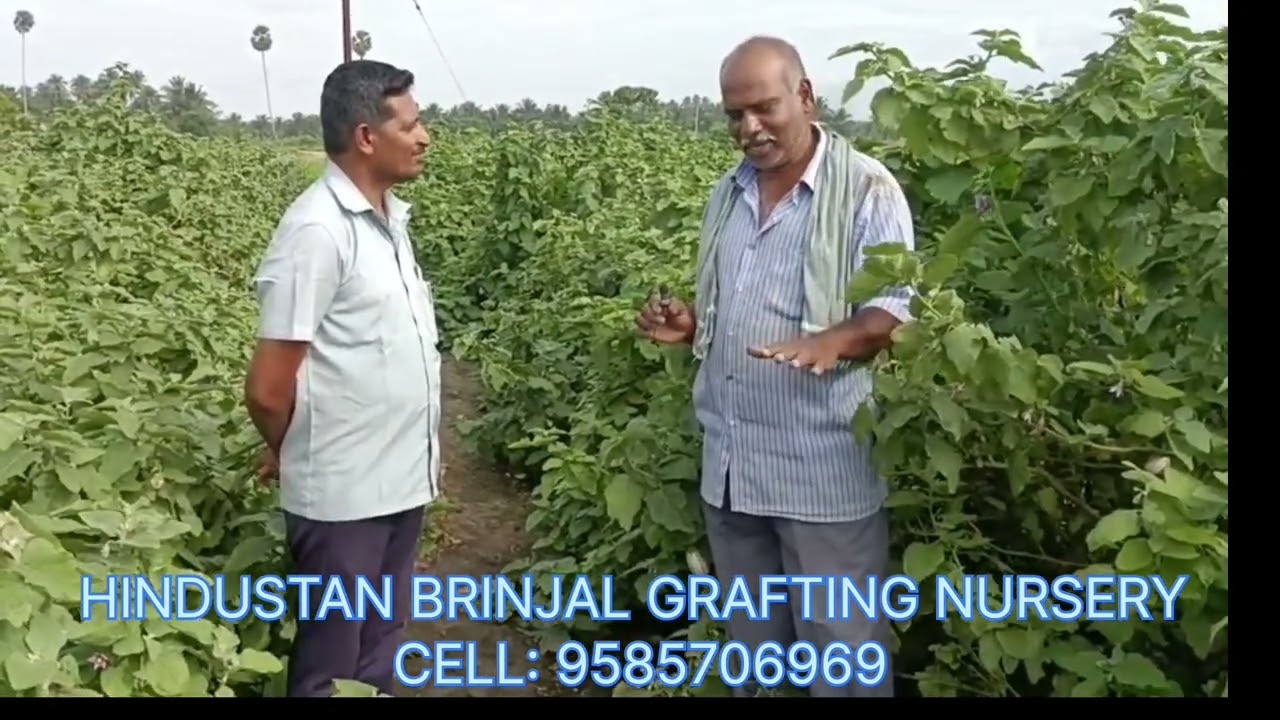 HINDUSTAN BRINJAL GRAFTING NURSERY