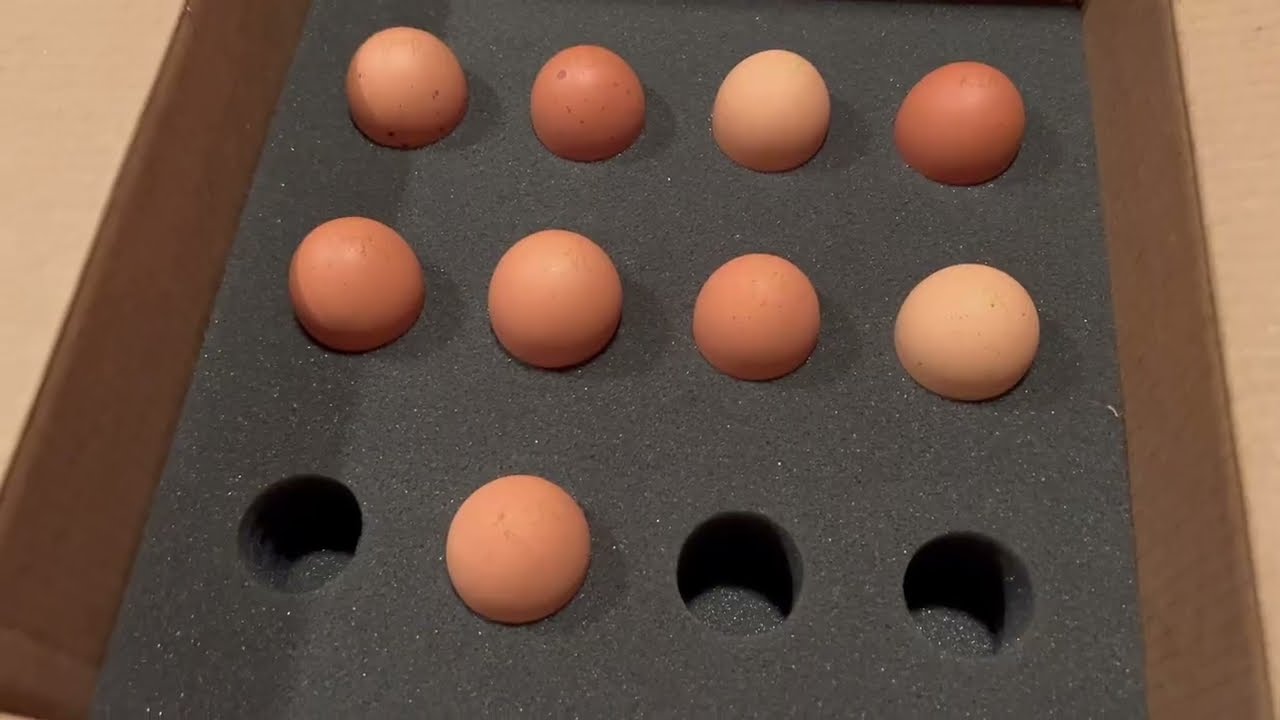 HATCHING EGGS from Hatchery! 50% hatch rate. Rhode Island Red Eggs