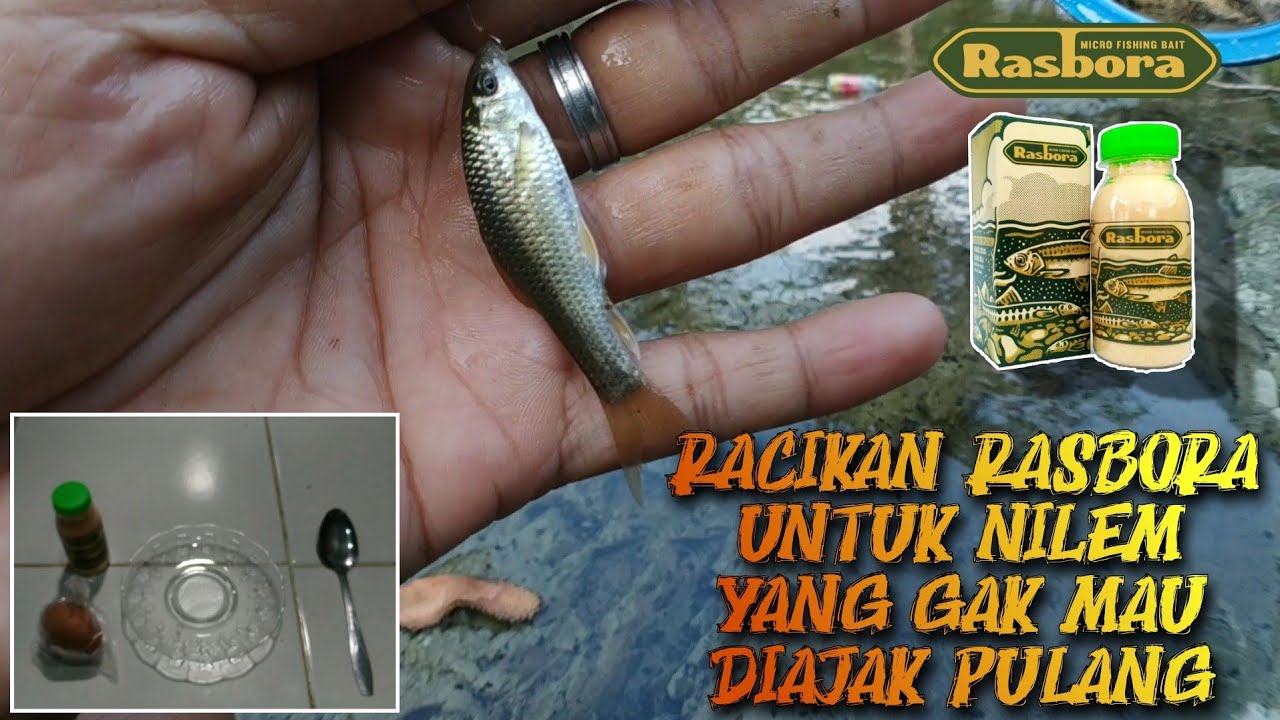 RACIKAN UMPAN RASBORA //BIAR LENGKET,KUAT,DAN TAHAN LAMA ANTI AMBYAR