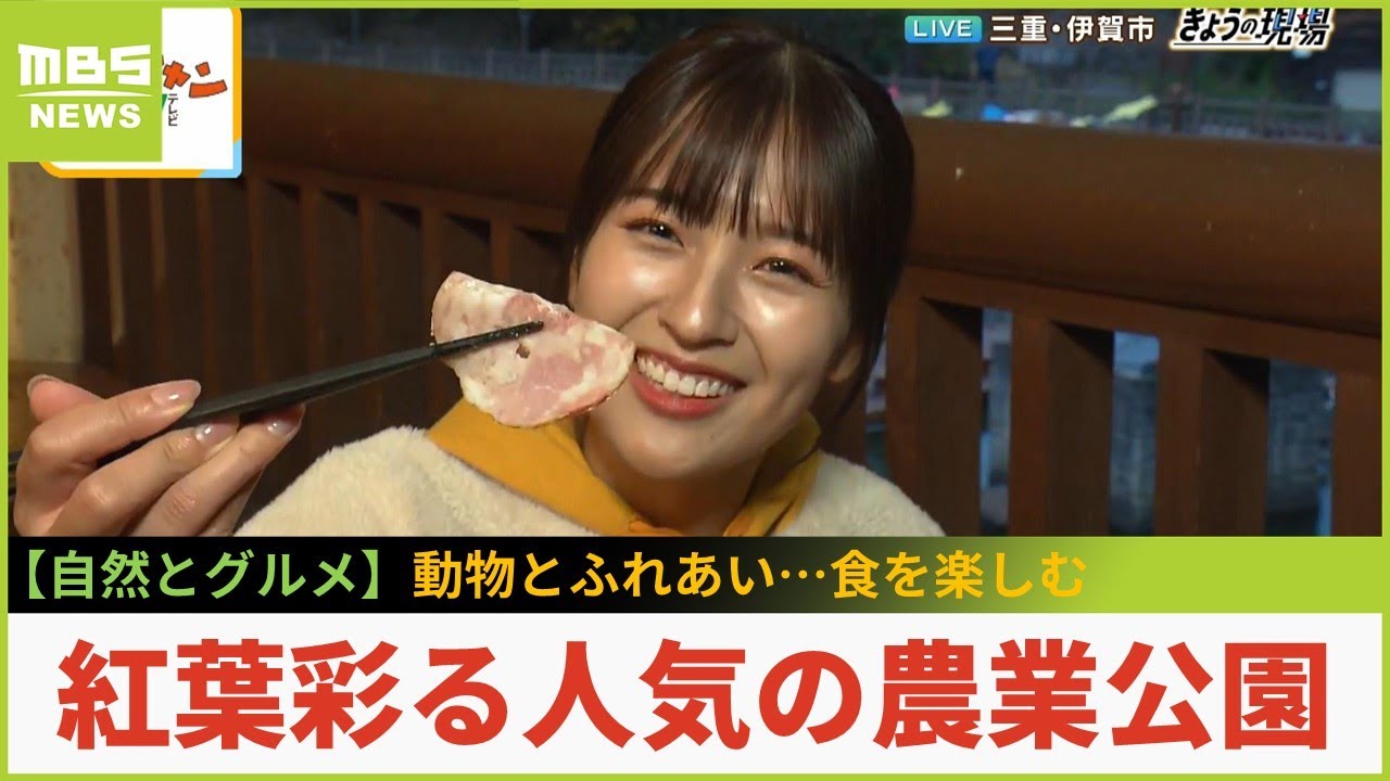 紅葉彩る人気の農業公園「伊賀の里モクモク手づくりファーム」...動物とふれあいながらファームグルメを味わう　三重県伊賀市【現場から生中継】（2023年11月24日）