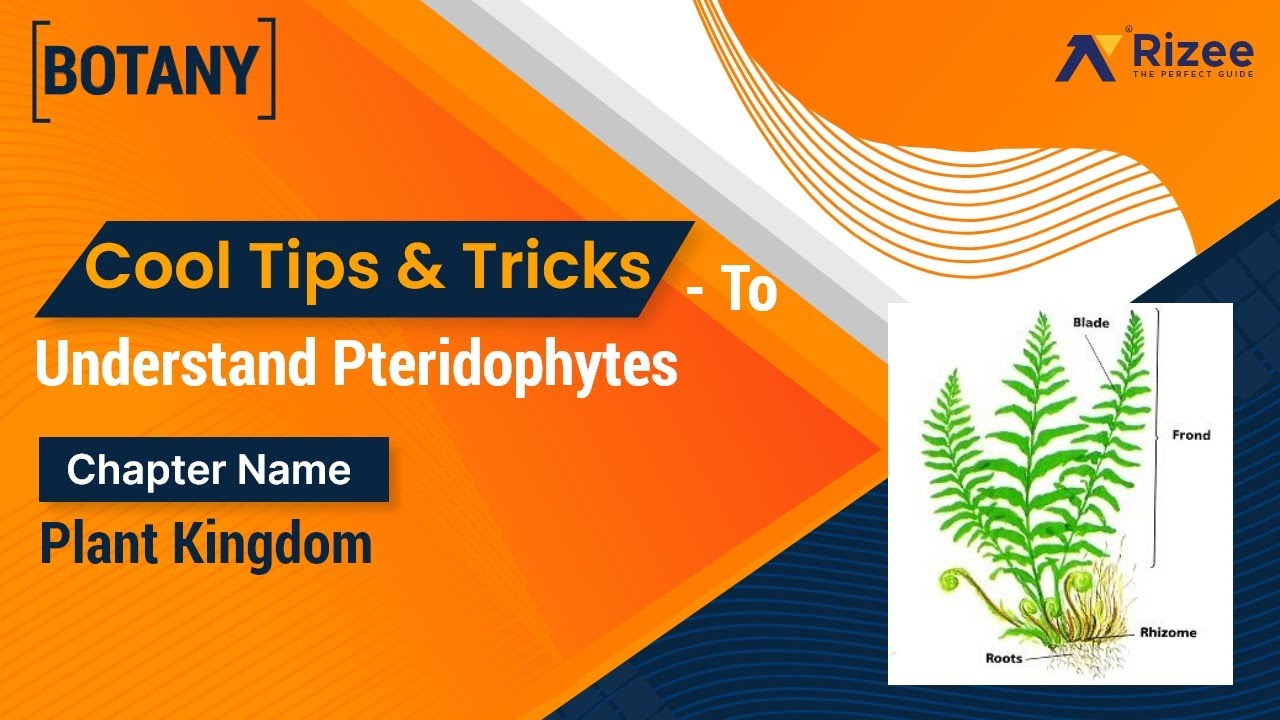 Cool Tips and Tricks To Understand  Pterido Phytes | Plant Kingdom | Rizee