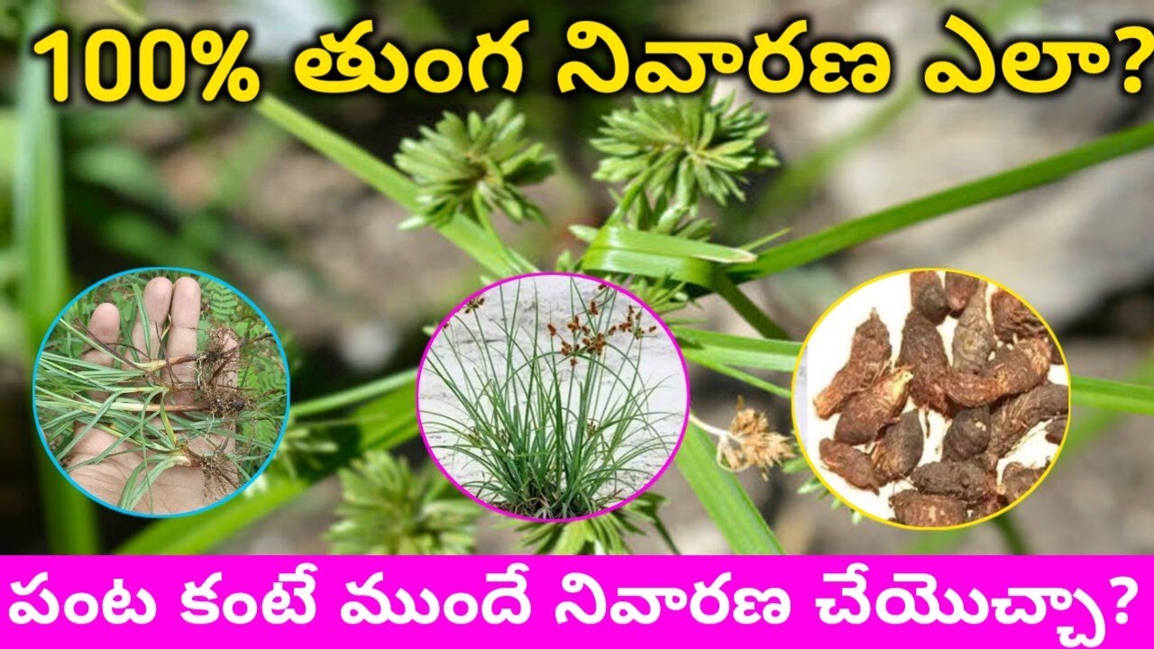 తుంగ గడ్డి కంట్రోల్ చేయడం ఎలా?? || మిరప, పత్తి లో తుంగ గడ్డినీ ఇలా కంట్రోల్ చేయండి..