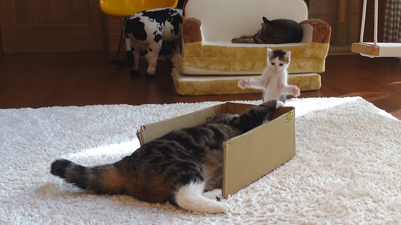 子ねこvs 大きいねこ。-Kitten Miri vs  Maru.-