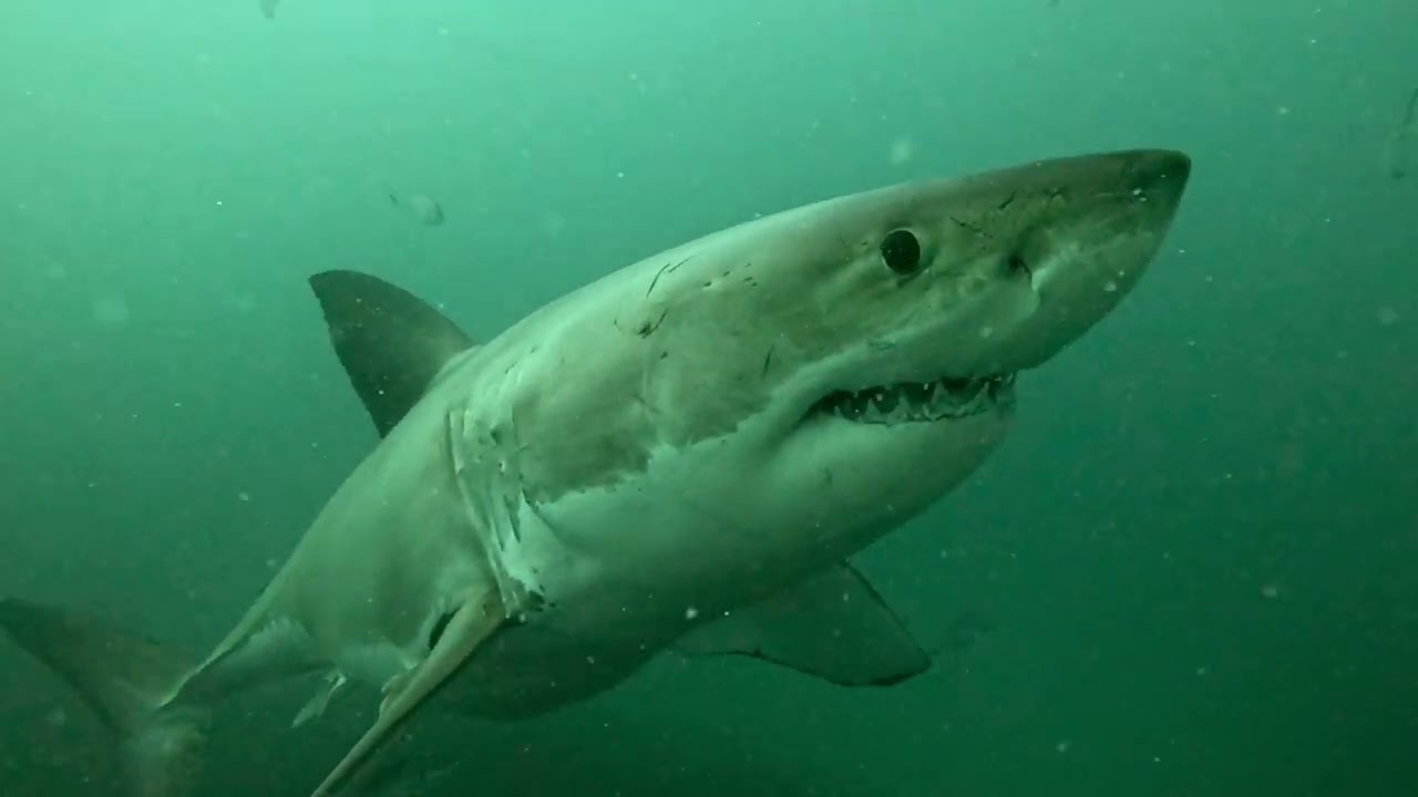 Scuba Diving with Great White Sharks - Neptune Island with Rodney Fox