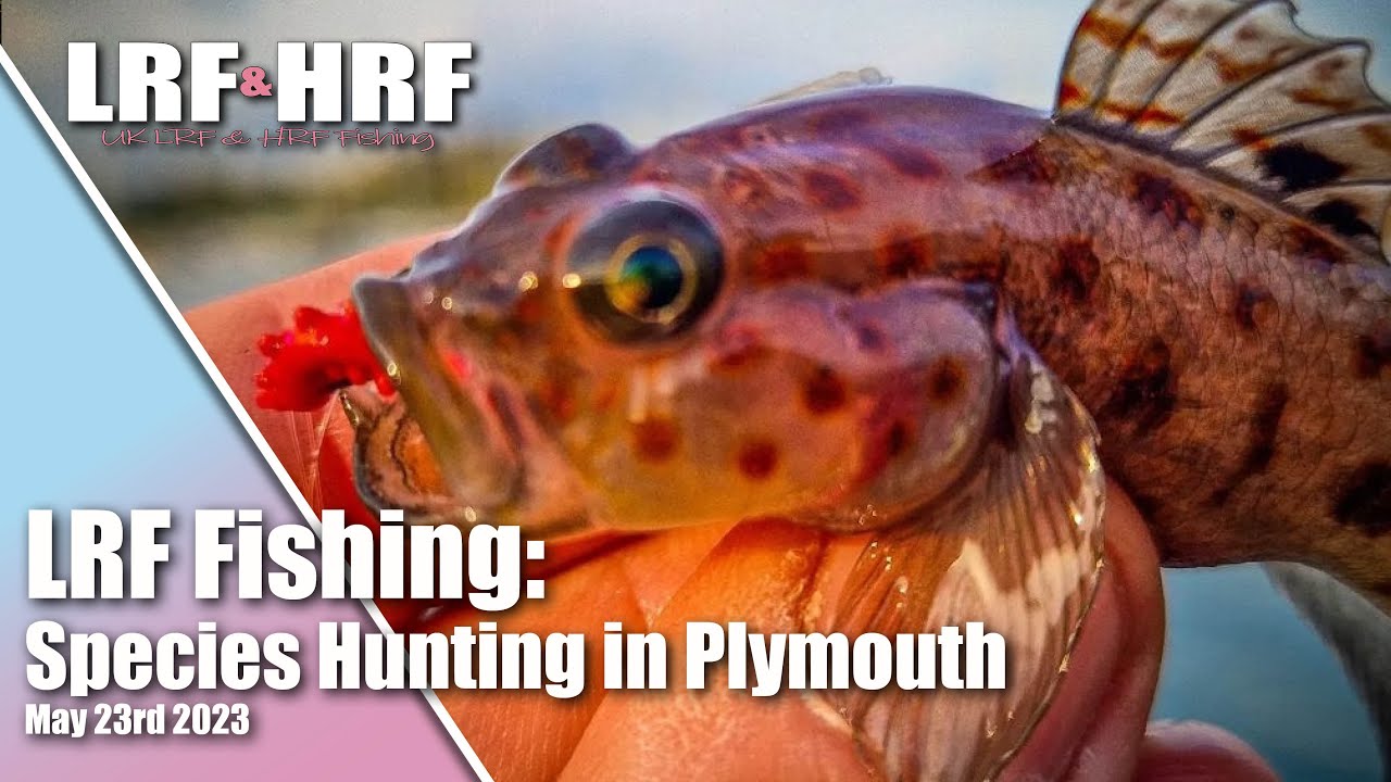 LRF Fishing: Multi Species Session at Plymouth
