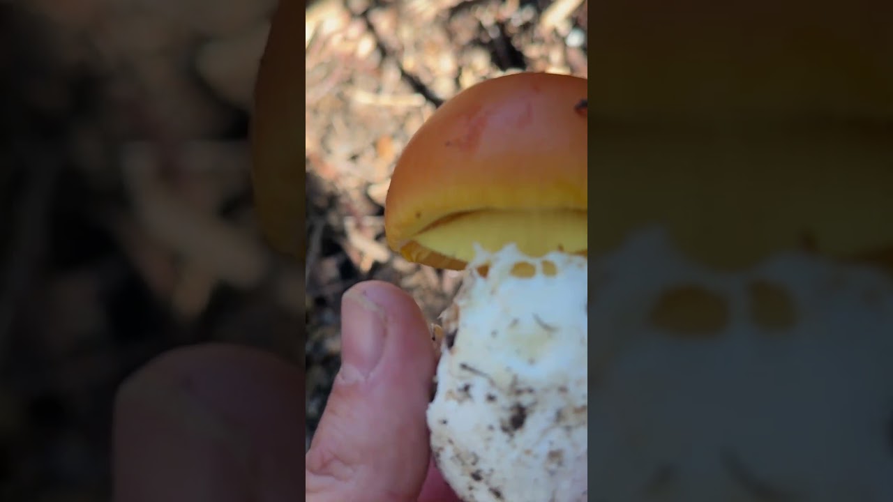 Porcini di fine novembre