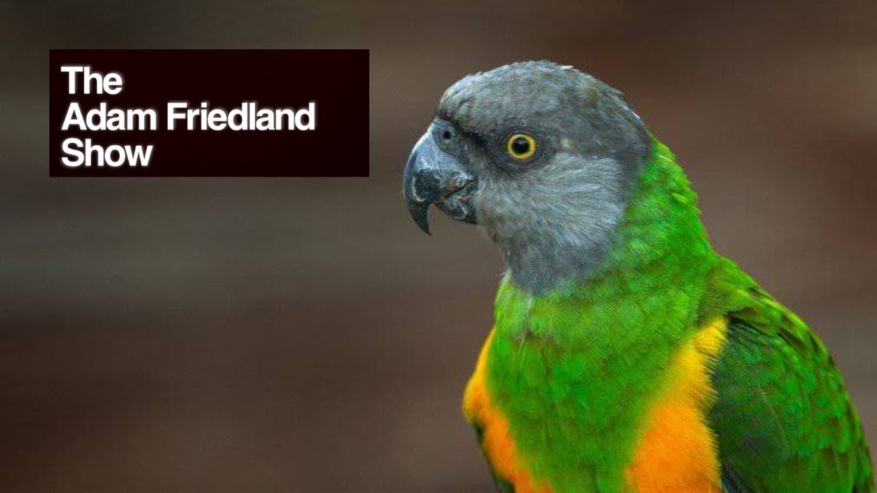 Cumtown - Nick The African Parrot