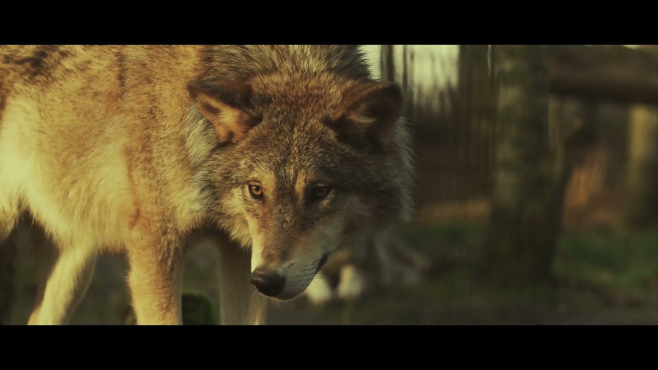 Theme of the lonely wolf - Ruud Jansen