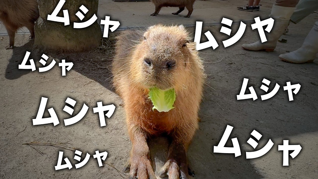 カピバラの口にエサが吸い込まれていく様子【ロメインレタス】