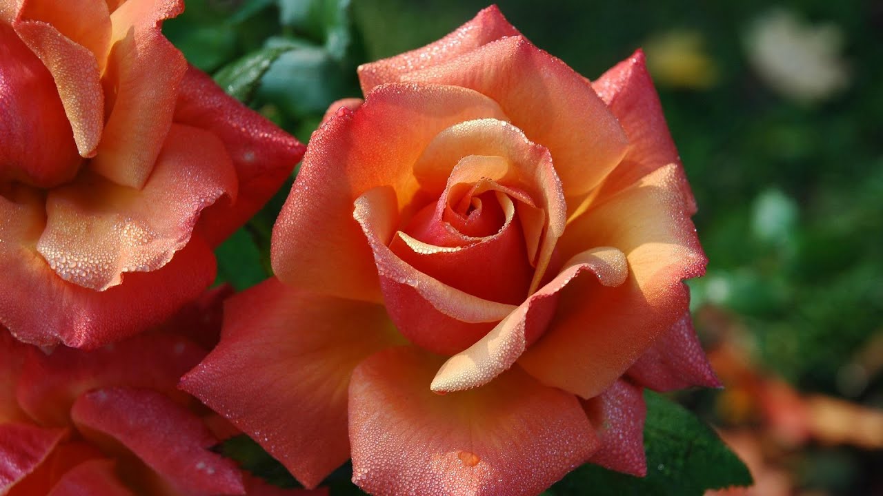 Peaceful Piano Music | Study Music | Beautiful Flowers