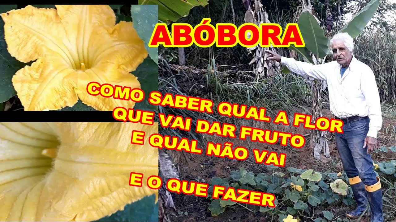 Como saber se o pé de abóbora vai dar fruto ou não