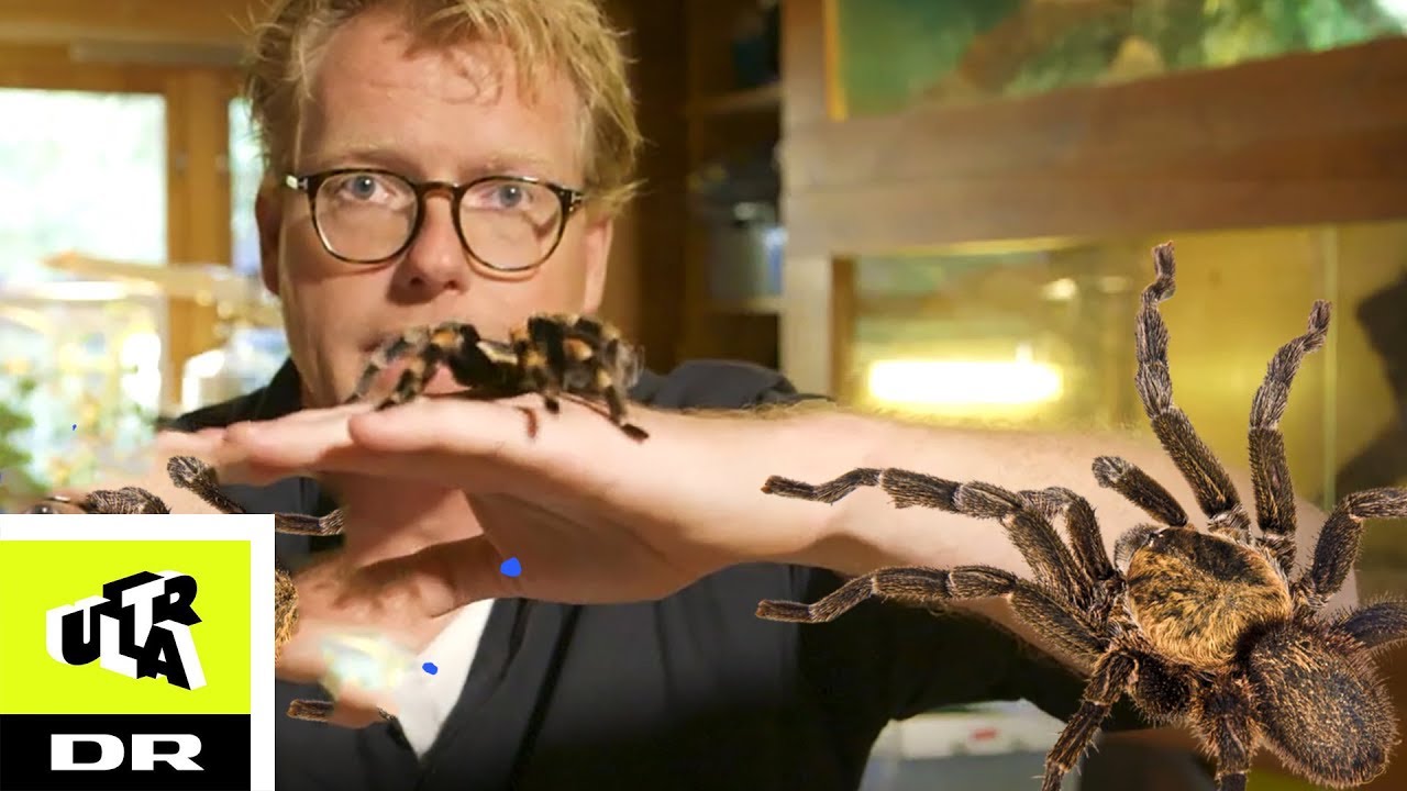 Hvor stor er den st&oslash;rste fugleedderkop? 🕷️ Q&A med Sebastian | Ultra