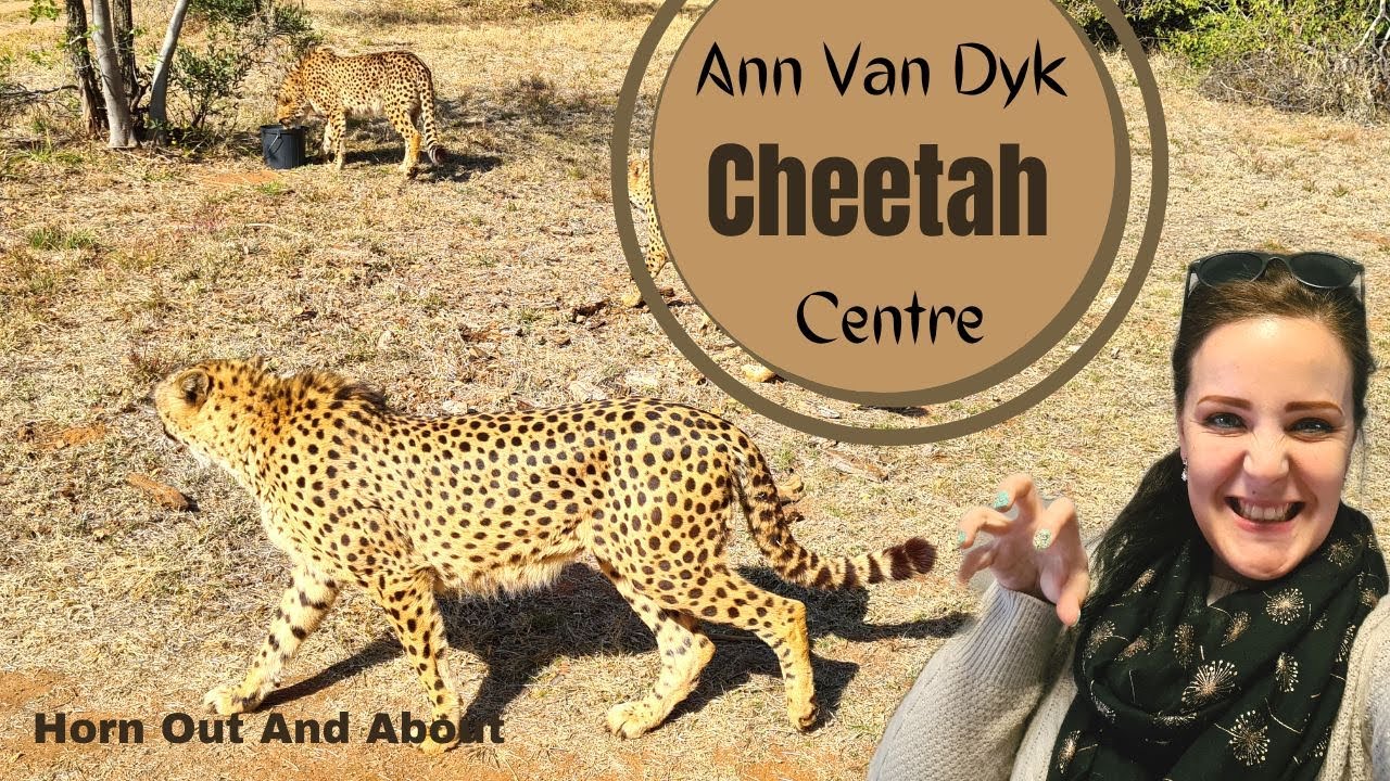 Самое быстрое наземное млекопитающее? Центр гепардов имени Энн Ван Дайк
