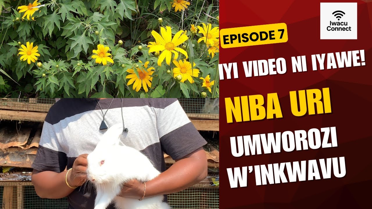 EP 7: “INiba uri umworozi w’inkwavu, iyi video ni iyawe! 🐇! Umuti Karemano Ukoresheje Umutagara 🌿🐇”