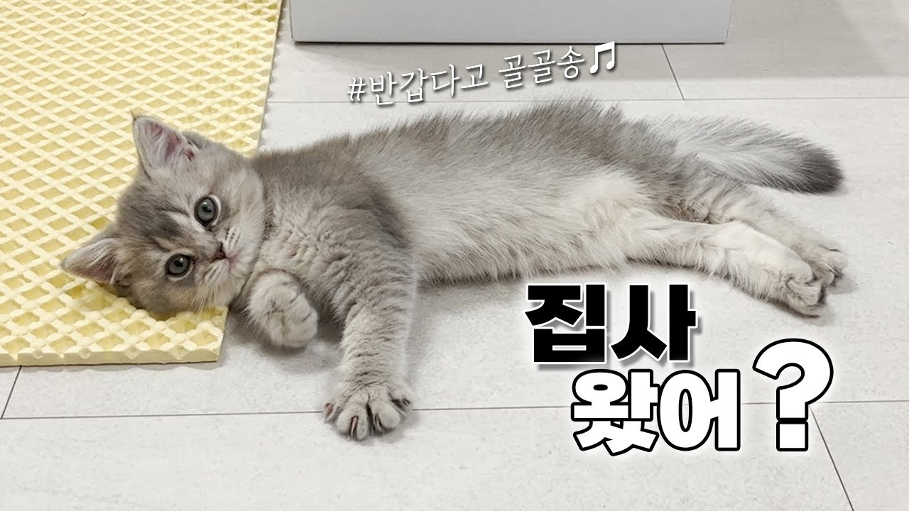 Vlogㅣ아기고양이 두고 어떻게 출근해요?ㅣ초보집사의 퇴근 후ㅣ일상 브이로그ㅣ아깽이 골골송ㅣ애교냥이