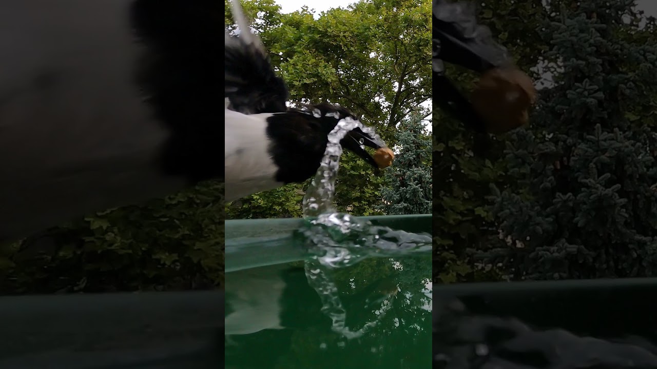 🥜🥜 peanuts in 1️⃣ sec 😮 Eurasian Magpie on the 2nd floor
