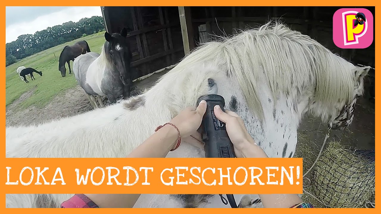 Hoe scheer je een paard: Loka wordt geschoren