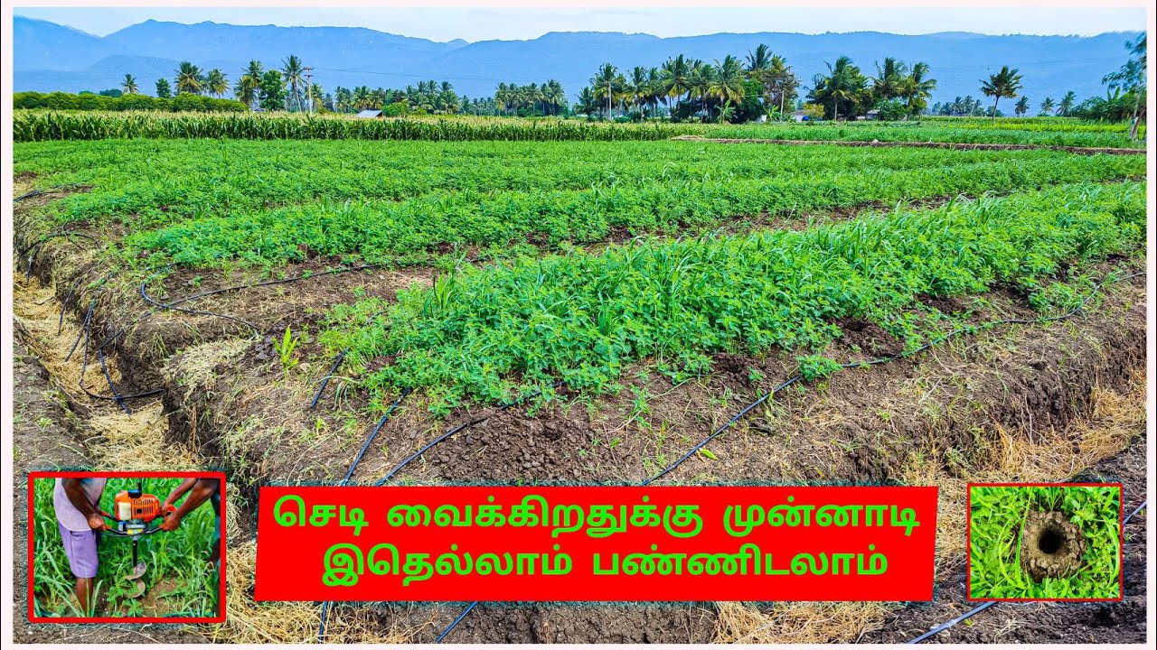ஐந்து அடிக்கு இயற்கை விவசாயத்தில் இரண்டாம் கட்ட வேலை தொடங்கியாச்சு | high density fruit farming
