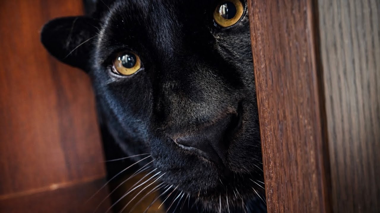 С пантерой Луной каждый день - веселье 😹