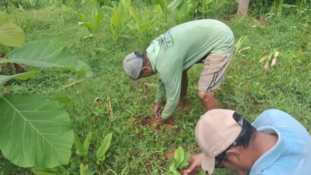 Mencari rimpang - rimpangan polo kependem di Gunung Mujil 