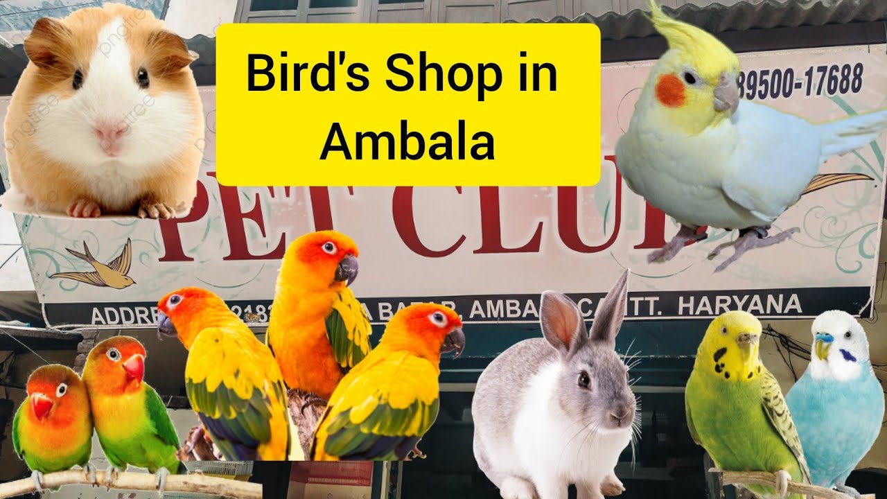 Birds Shop In Ambala | exotic birds #vlog #haryana #ambala #birds #birdsshop #petlover #lovebird #Yt