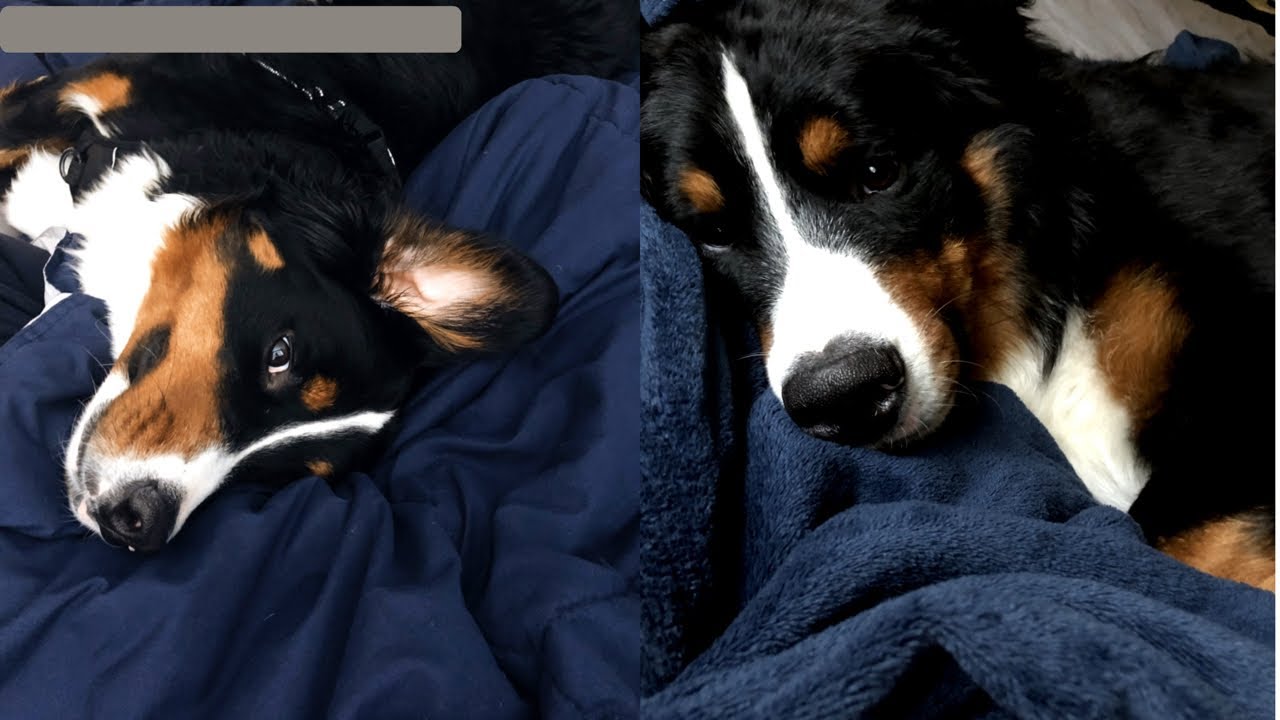 Life With A Bernese Mountain Dog | Part One