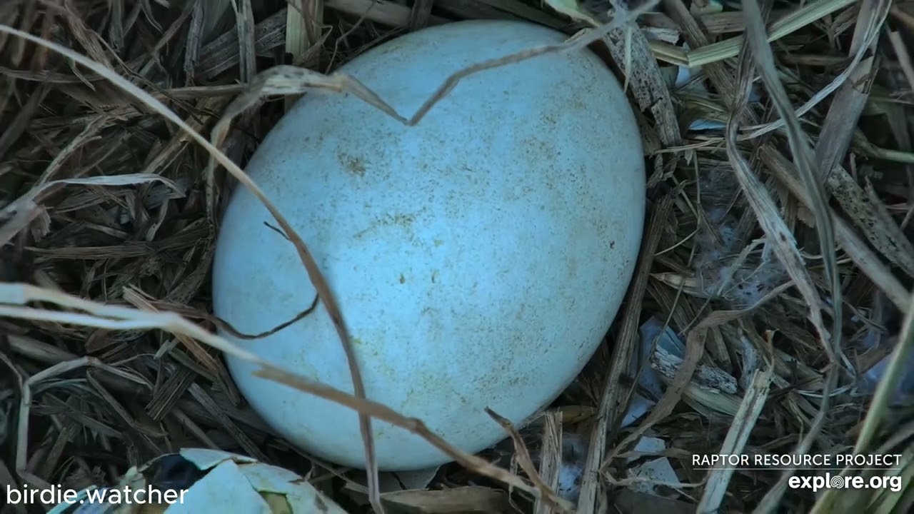 Decorah Eagles (North Nest): 2025.03.25 Unfortunately, the eaglet did not make to this world 💔😢